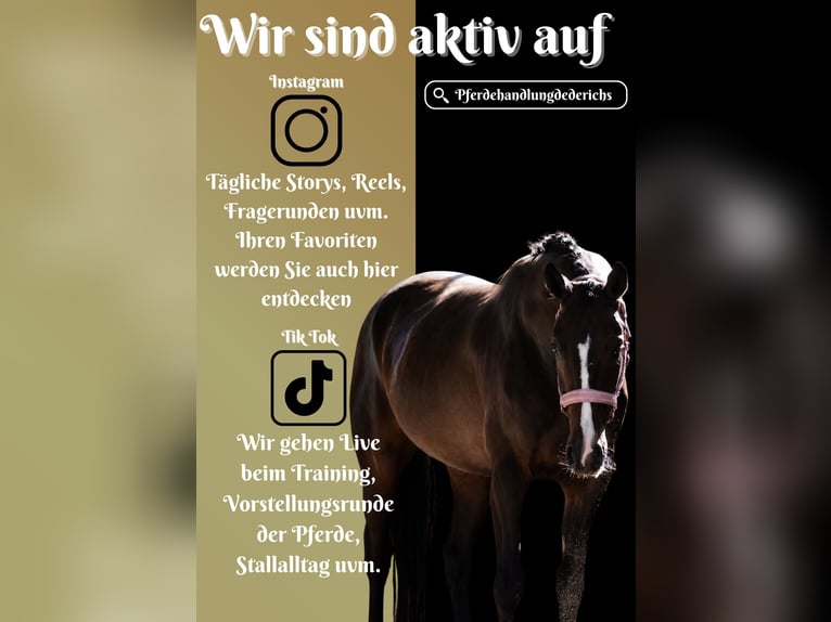 Westfaal Merrie 4 Jaar 160 cm Zwartbruin in Nettersheim