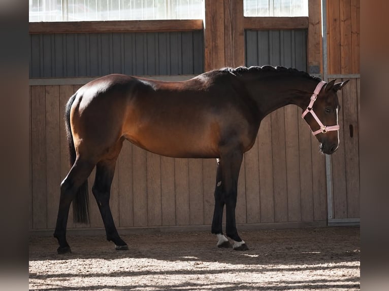 Westfaal Merrie 4 Jaar 160 cm Zwartbruin in Nettersheim