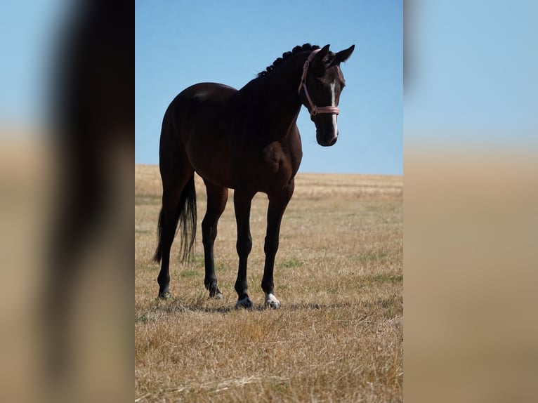 Westfaal Merrie 4 Jaar 160 cm Zwartbruin in Nettersheim
