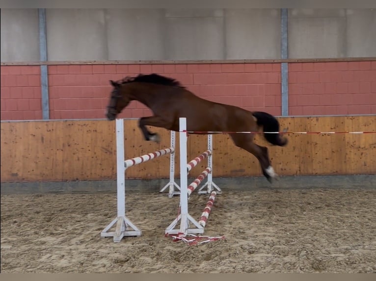 Westfaal Merrie 4 Jaar 161 cm Bruin in Warendorf