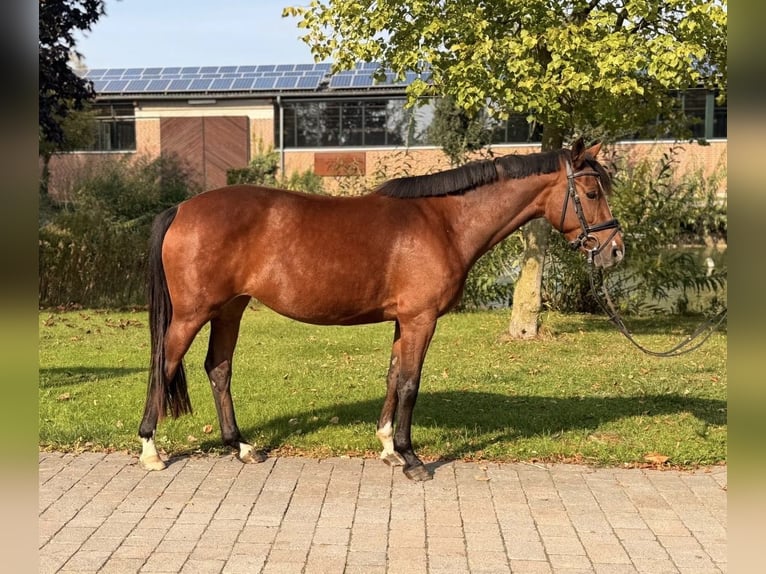 Westfaal Merrie 4 Jaar 161 cm Bruin in Altenberge