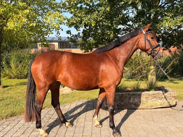 Westfaal Merrie 4 Jaar 161 cm Bruin in Altenberge
