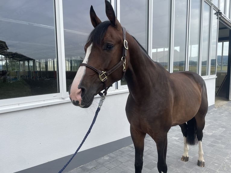 Westfaal Merrie 4 Jaar 161 cm Donkerbruin in Dornburg