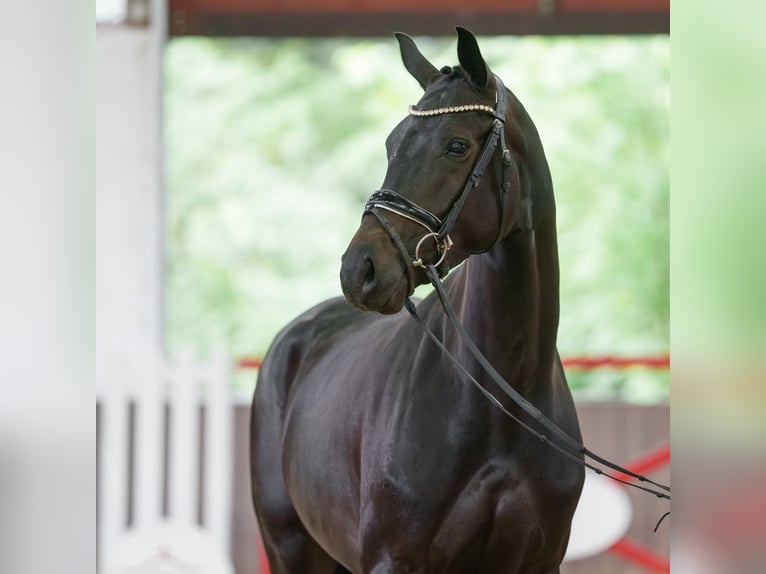 Westfaal Merrie 4 Jaar 161 cm Zwartbruin in Münster-Handorf