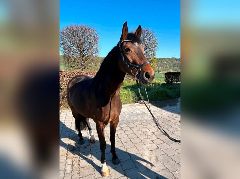 Westfaal Merrie 4 Jaar 162 cm Bruin in Bad Wünnenberg