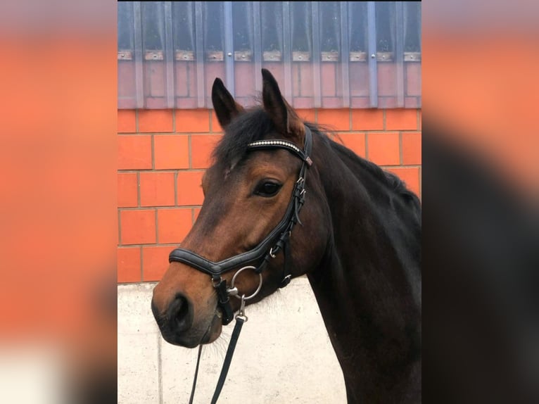 Westfaal Merrie 4 Jaar 162 cm Bruin in Bad Wünnenberg