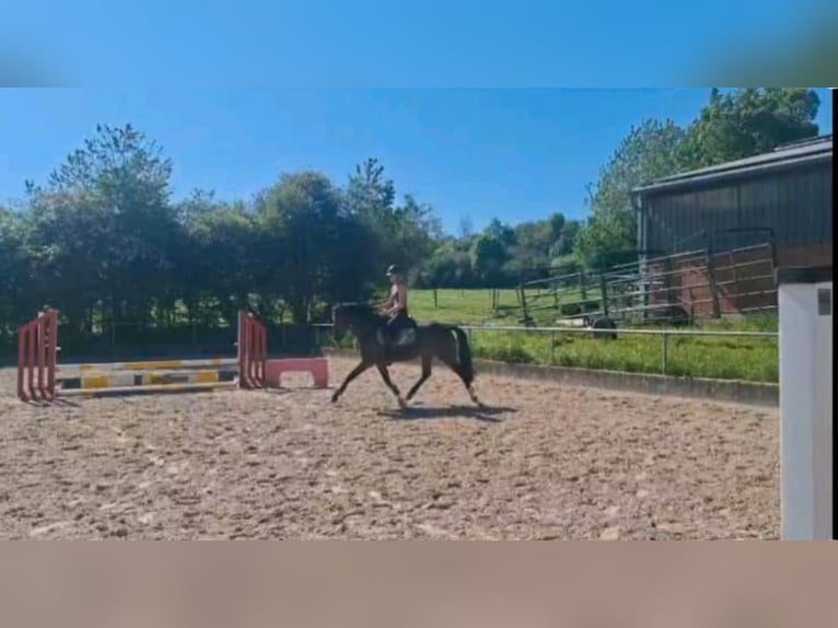 Westfaal Merrie 4 Jaar 162 cm Bruin in Bad Wünnenberg