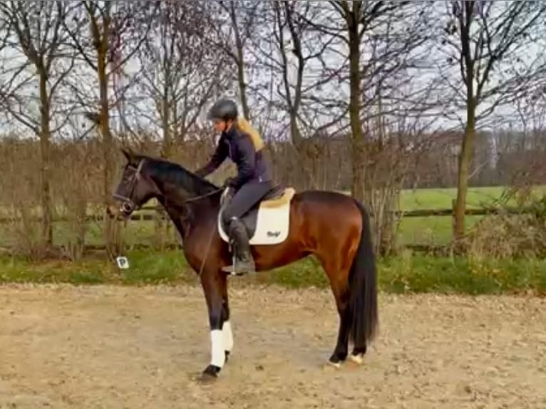 Westfaal Merrie 4 Jaar 162 cm Bruin in Münster