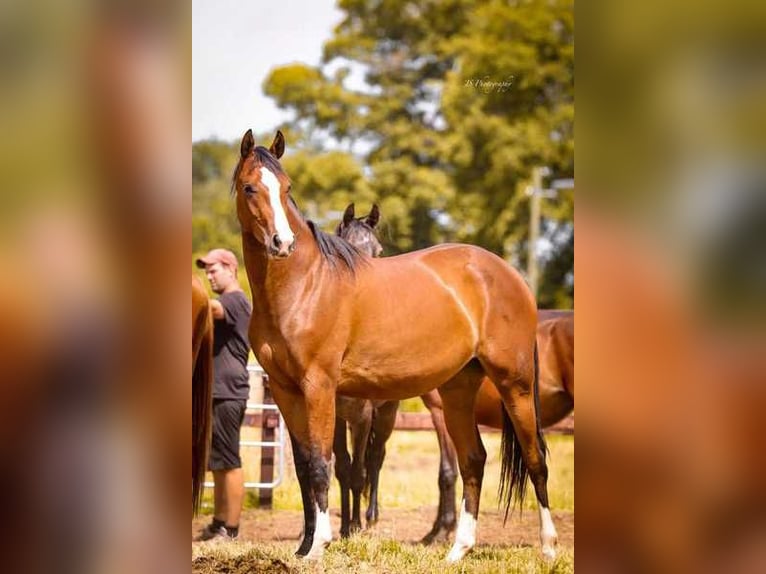 Westfaal Merrie 4 Jaar 162 cm Bruin in Willich