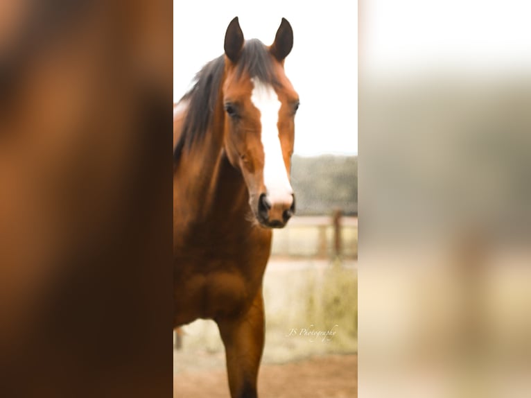 Westfaal Merrie 4 Jaar 162 cm Bruin in Willich