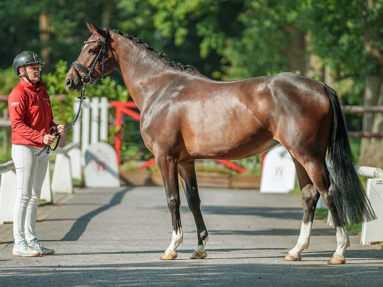 Westfaal Merrie 4 Jaar 162 cm Bruin in Münster