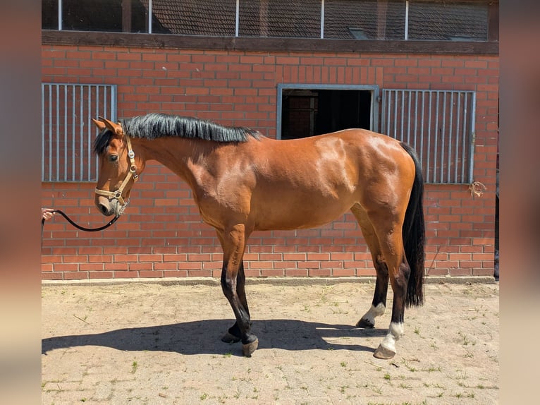 Westfaal Merrie 4 Jaar 162 cm Bruin in Petershagen