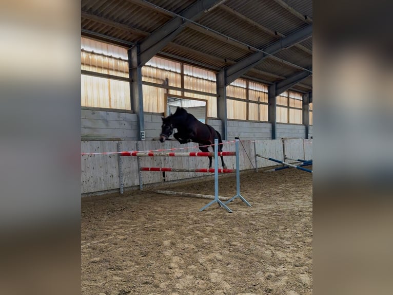 Westfaal Merrie 4 Jaar 162 cm Bruin in Vlotho