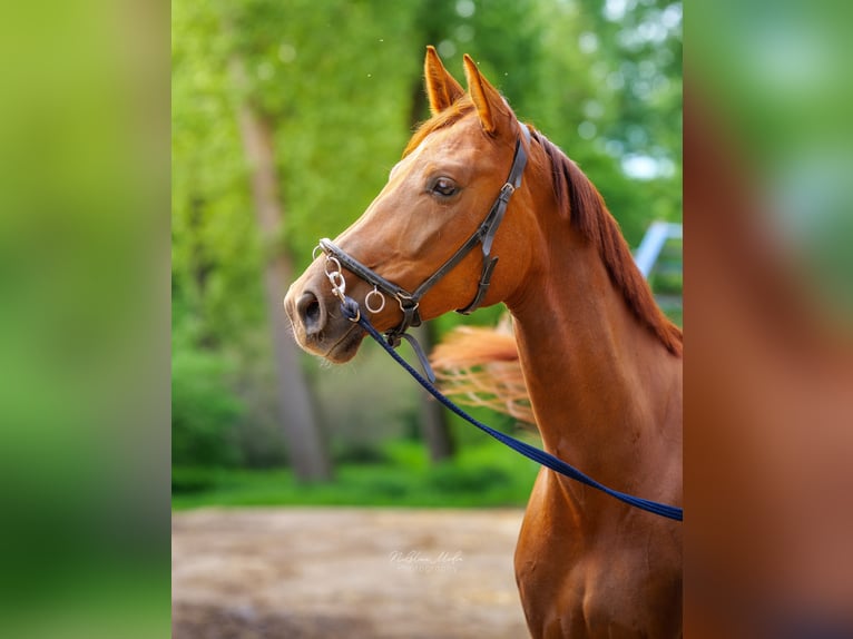 Westfaal Merrie 4 Jaar 162 cm Vos in Köln