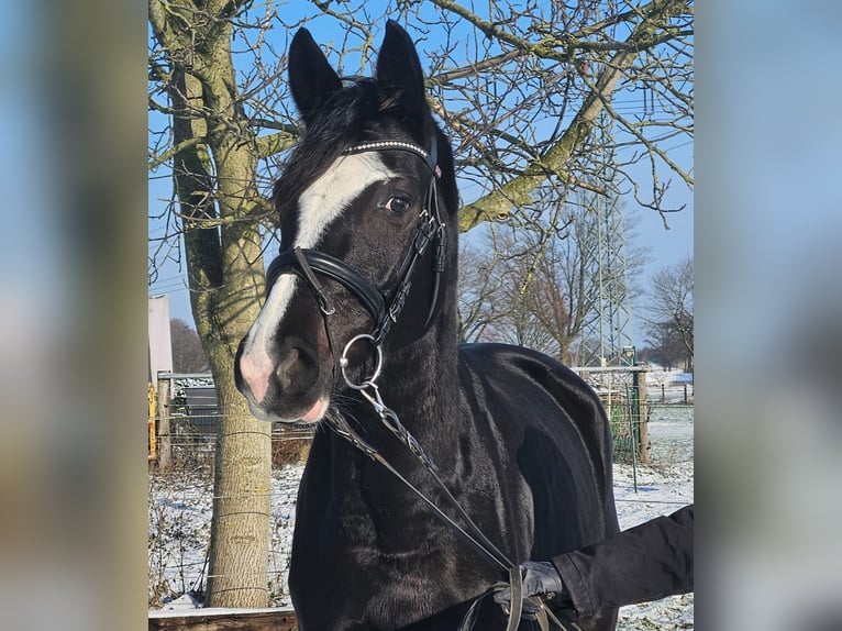 Westfaal Merrie 4 Jaar 162 cm Zwart in Wachtendonk