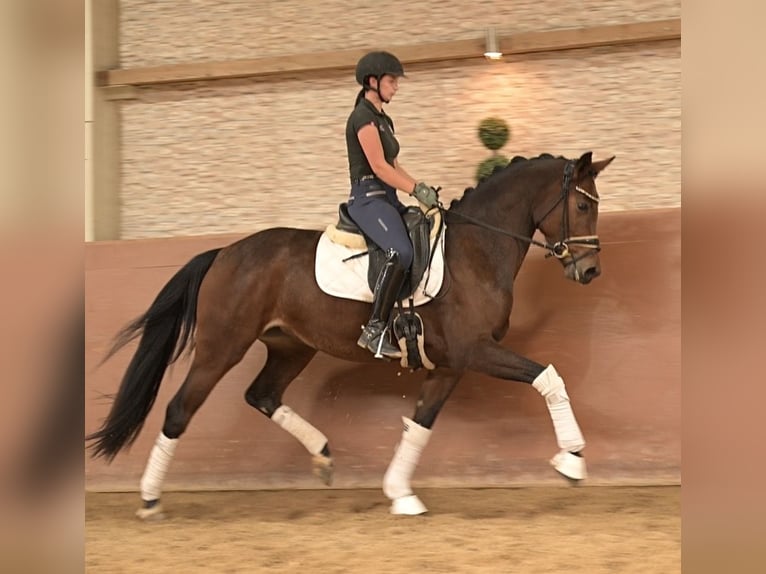 Westfaal Merrie 4 Jaar 163 cm Bruin in Wehringen
