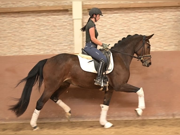 Westfaal Merrie 4 Jaar 163 cm Bruin in Wehringen