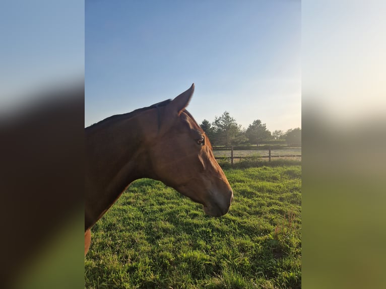 Westfaal Merrie 4 Jaar 163 cm Bruin in Wagenfeld