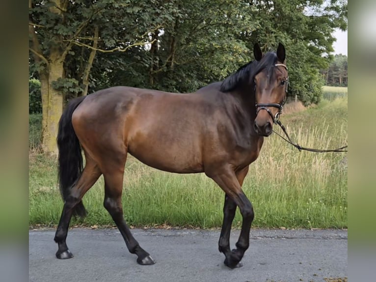 Westfaal Merrie 4 Jaar 163 cm Bruin in Hövelhof