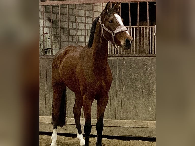 Westfaal Merrie 4 Jaar 163 cm Donkerbruin in Hamm