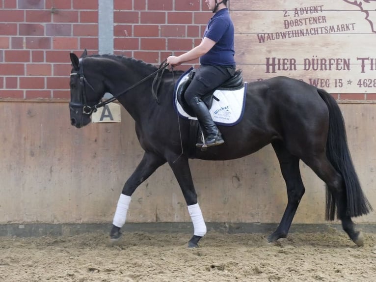 Westfaal Merrie 4 Jaar 163 cm in Dorsten