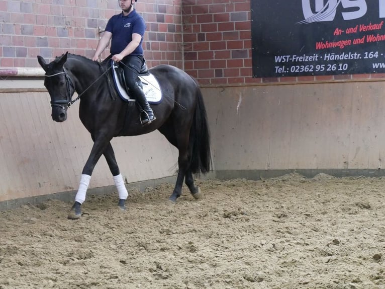 Westfaal Merrie 4 Jaar 163 cm in Dorsten