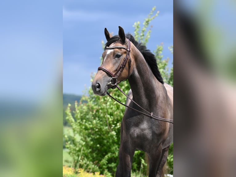 Westfaal Merrie 4 Jaar 163 cm Schimmel in Wysin