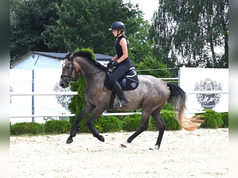 Westfaal Merrie 4 Jaar 163 cm Schimmel in Wysin