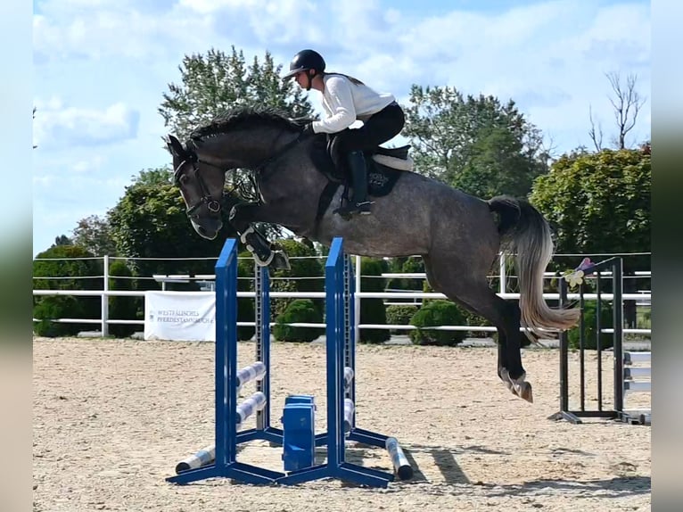 Westfaal Merrie 4 Jaar 163 cm Schimmel in Wysin