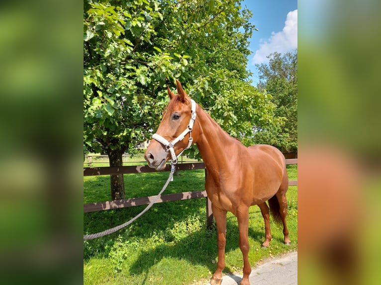 Westfaal Merrie 4 Jaar 163 cm Vos in Übach-Palenberg
