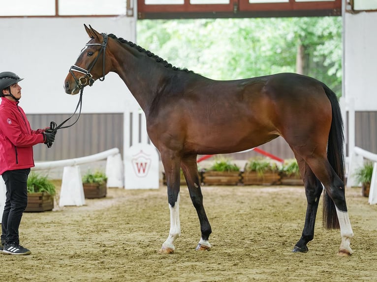 Westfaal Merrie 4 Jaar 164 cm Bruin in Münster-Handorf