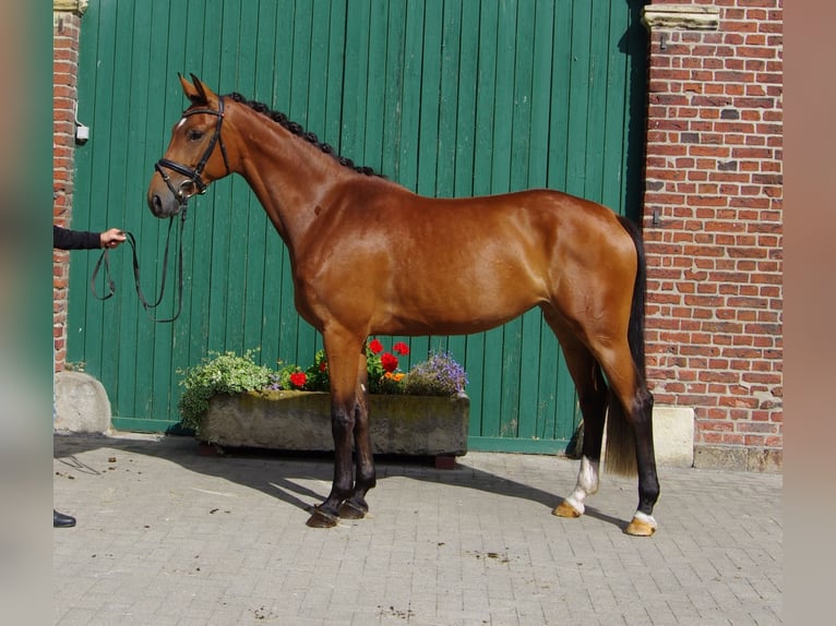 Westfaal Merrie 4 Jaar 164 cm Bruin in L&#xFC;dinghausen