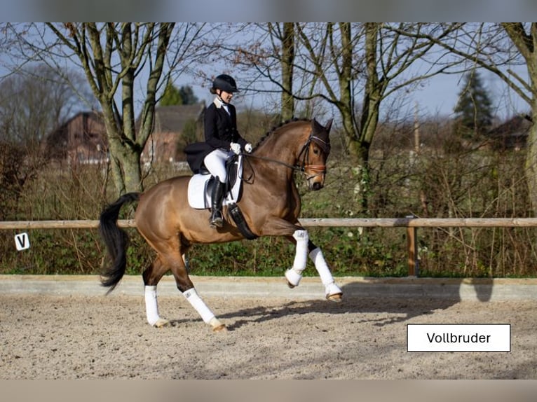 Westfaal Merrie 4 Jaar 164 cm Bruin in Meerbusch