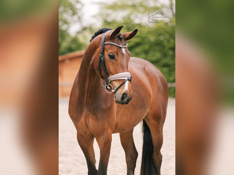 Westfaal Merrie 4 Jaar 164 cm Bruin in Meerbusch