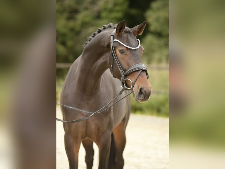 Westfaal Merrie 4 Jaar 164 cm Donkerbruin in Sassenberg