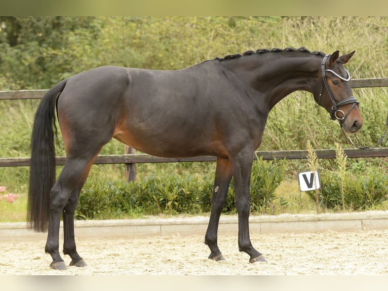 Westfaal Merrie 4 Jaar 164 cm Donkerbruin in Sassenberg