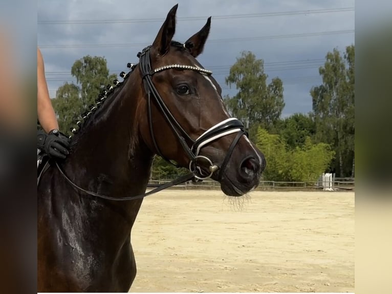 Westfaal Merrie 4 Jaar 164 cm Donkerbruin in Welver