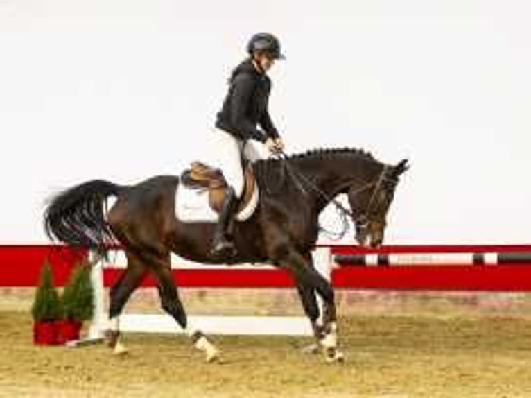 Westfaal Merrie 4 Jaar 164 cm Donkerbruin in Waddinxveen