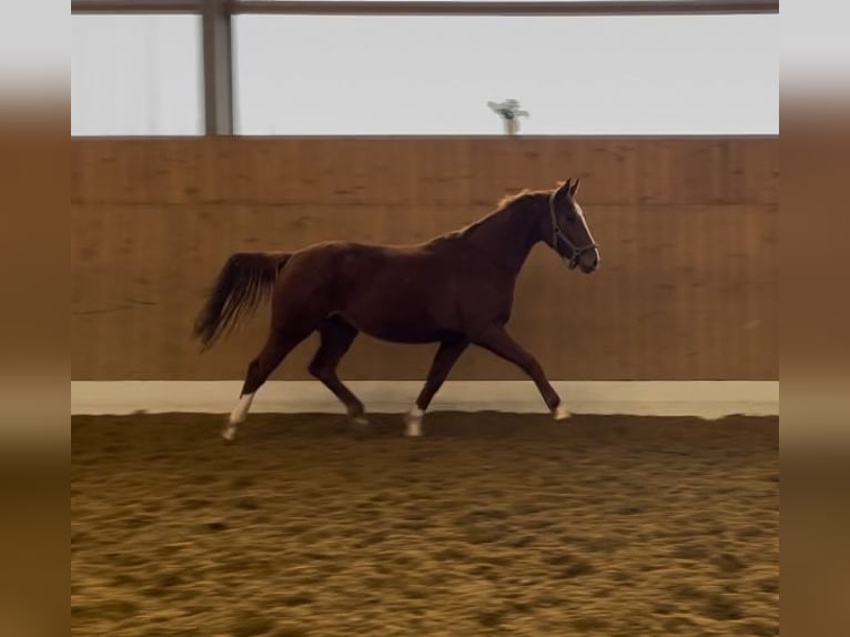 Westfaal Merrie 4 Jaar 164 cm Vos in Verl