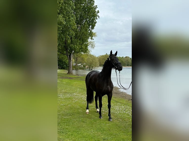 Westfaal Merrie 4 Jaar 164 cm Zwart in Nümbrecht