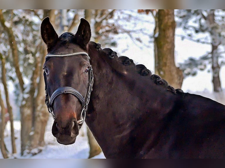 Westfaal Merrie 4 Jaar 164 cm Zwart in Bad Wörishofen