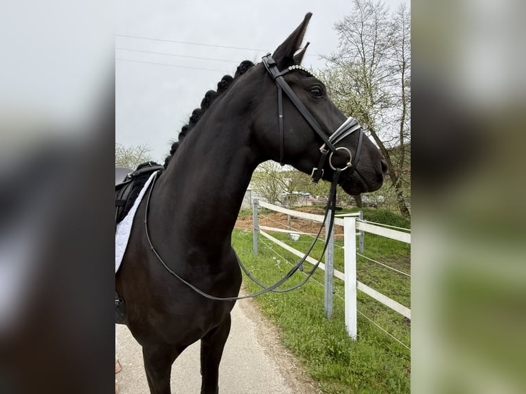Westfaal Merrie 4 Jaar 164 cm Zwart in Zweibrücken