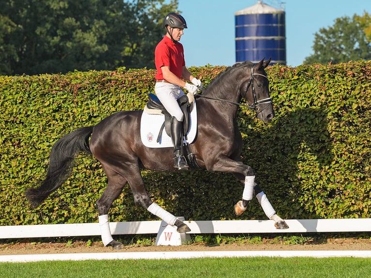 Westfaal Merrie 4 Jaar 164 cm Zwartbruin in Münster