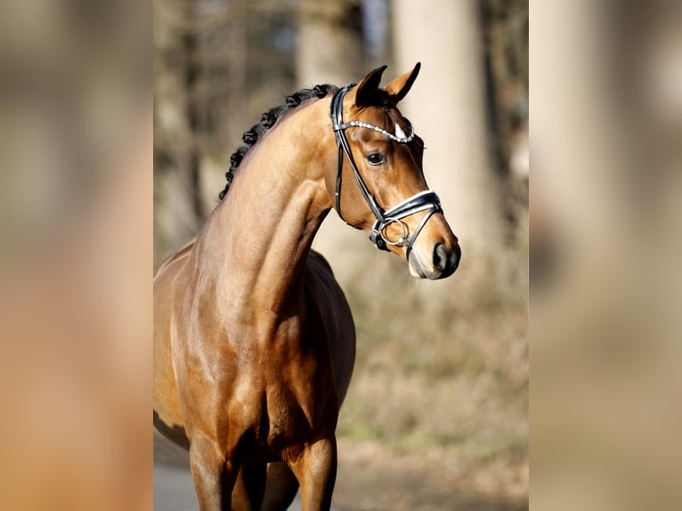 Westfaal Merrie 4 Jaar 165 cm Bruin in Steinfurt