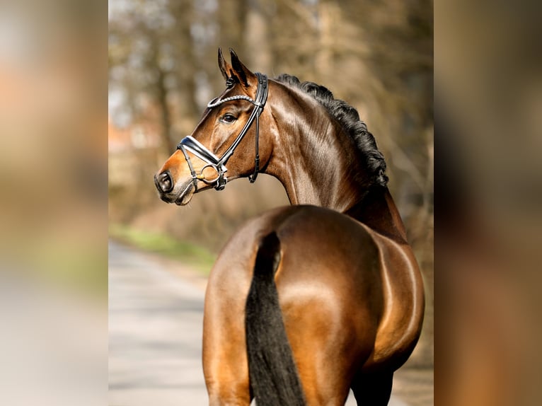 Westfaal Merrie 4 Jaar 165 cm Bruin in Steinfurt