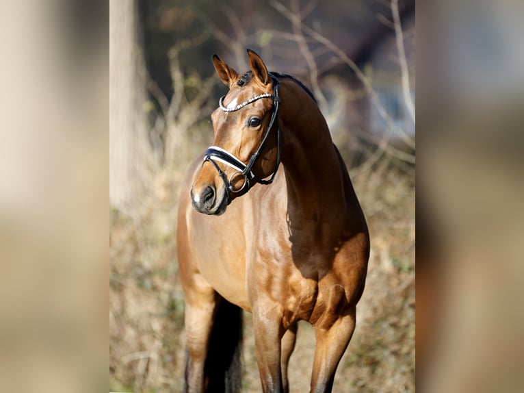 Westfaal Merrie 4 Jaar 165 cm Bruin in Steinfurt