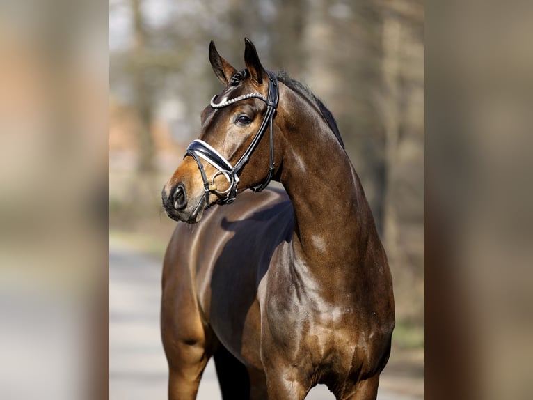 Westfaal Merrie 4 Jaar 165 cm Bruin in Steinfurt