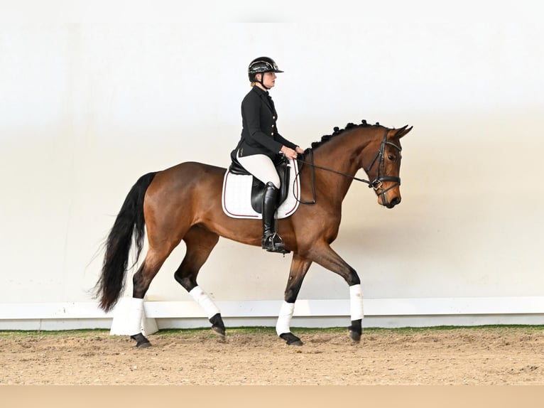 Westfaal Merrie 4 Jaar 165 cm Bruin in Saerbeck