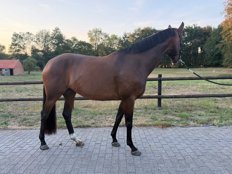 Westfaal Merrie 4 Jaar 165 cm Bruin in Schöppingen