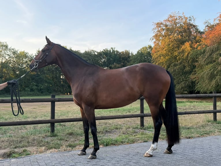 Westfaal Merrie 4 Jaar 165 cm Bruin in Schöppingen